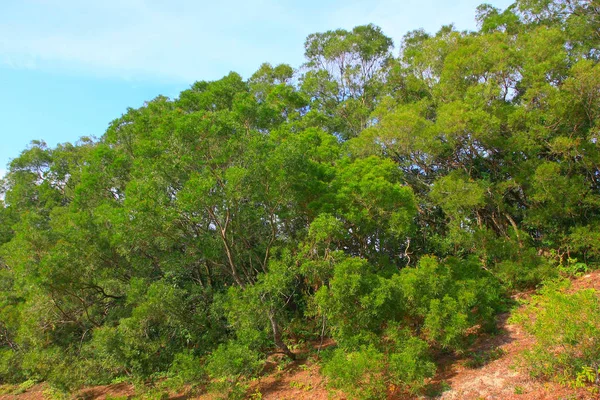 25 Dez 2008 die Landschaft des Hongkong Maklehose Trail — Stockfoto