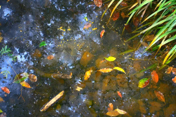 25 dec 2008 Leaf Fallen På vattnet vid naturen — Stockfoto