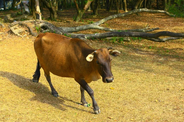 25 Dezembro 2008 A vaca com grama na natureza hong kong — Fotografia de Stock