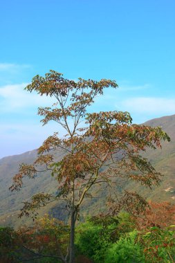 25 Aralık 2008 Hong Kong Maclehose Patikası 