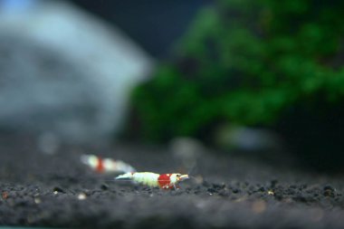 Küçük kırmızı bir karides. Denizden gelen egzotik küçük kırmızı karides.