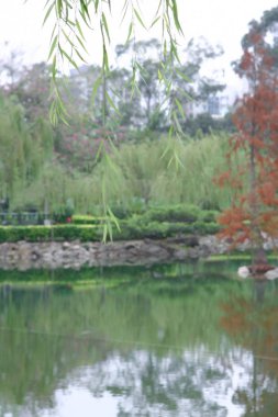 Kuzey Bölgesi Parkı, 27 Aralık 2008, Hong Kong.