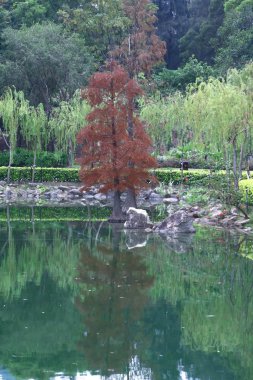 Kuzey Bölgesi Parkı, 27 Aralık 2008, Hong Kong.