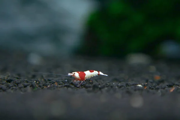 Udang merah kecil. Exotic udang merah kecil dari laut — Stok Foto