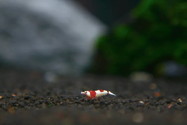 Egy kis vörös garnélát. Egzotikus kis vörös garnélarák a tengerből — Stock Fotó