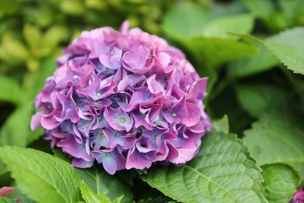 Colorful Hydrangeas , Beautiful flowers. Beauty in nature. — Stok fotoğraf