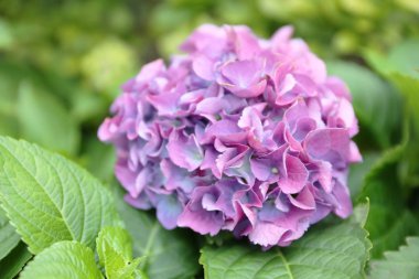 Colorful Hydrangeas , Beautiful flowers. Beauty in nature. 