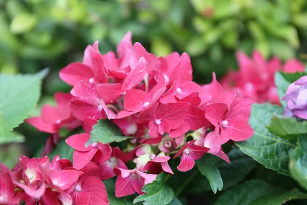 Hortênsias coloridas, flores bonitas. Beleza na natureza . — Fotografia de Stock