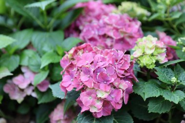 Colorful Hydrangeas , Beautiful flowers. Beauty in nature. 