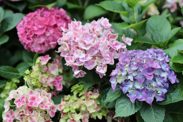 Bunte Hortensien, schöne Blumen. Schönheit in der Natur. — Stockfoto