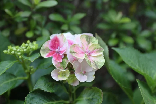 Colorful Hydrangeas , Beautiful flowers. Beauty in nature. — 스톡 사진