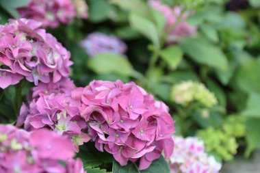 Colorful Hydrangeas , Beautiful flowers. Beauty in nature. 
