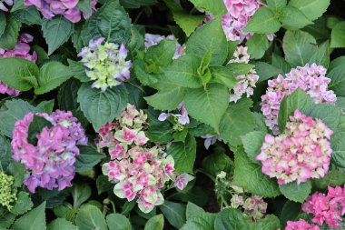 Colorful Hydrangeas , Beautiful flowers. Beauty in nature. 