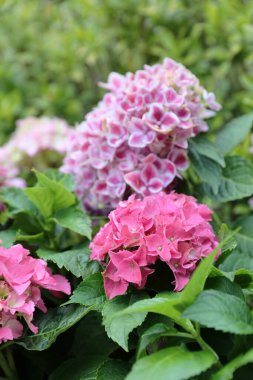 Colorful Hydrangeas , Beautiful flowers. Beauty in nature. 