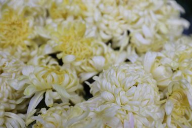 Sarı çiçek parlak doygun renk taze dolgu 