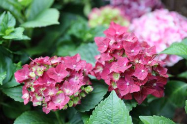 Hydrangea macrophylla güzel bush ortanca çiçek 