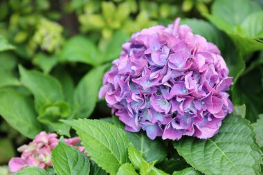 Hydrangea macrophylla güzel bush ortanca çiçek 