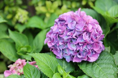 Hydrangea macrophylla güzel bush ortanca çiçek 