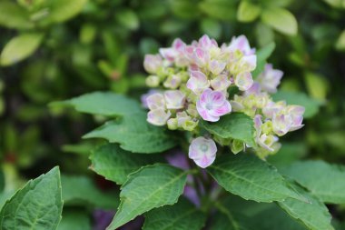Hydrangea macrophylla güzel bush ortanca çiçek 