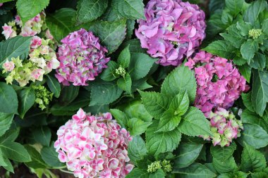 Hydrangea macrophylla güzel bush ortanca çiçek 
