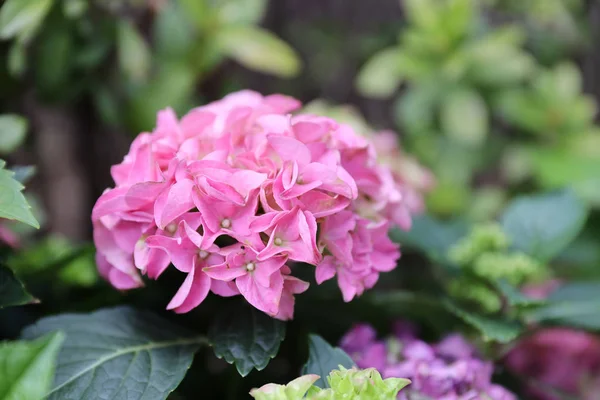 Hortênsia macrophylla Arbusto bonito de flores de hortênsia — Fotografia de Stock