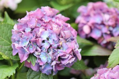 Hong Kong bahçesindeki ortanca çiçekleri.