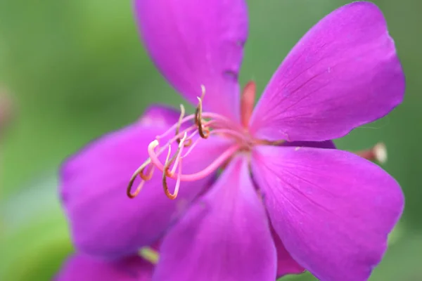 Una flor de color púrpura sobre las plantas verdes tono mate —  Fotos de Stock