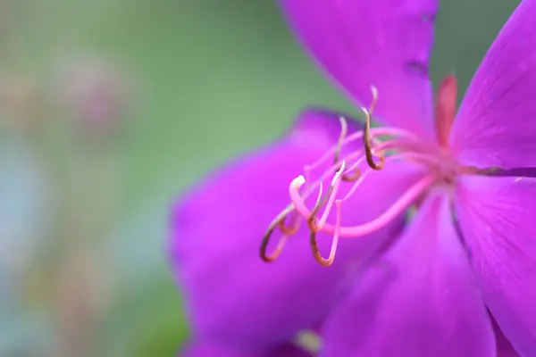 Eine Blüte lila Blume auf grünen Pflanzen matten Ton — Stockfoto