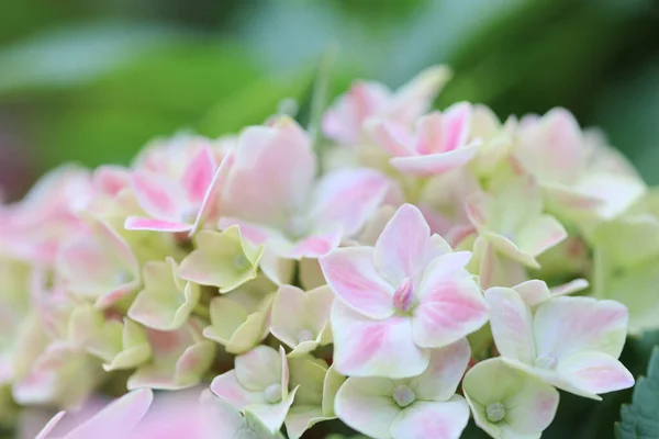 Hortensias flores en el jardín en hong kong —  Fotos de Stock