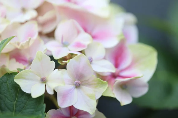 Hortênsias flores no jardim em hong kong — Fotografia de Stock