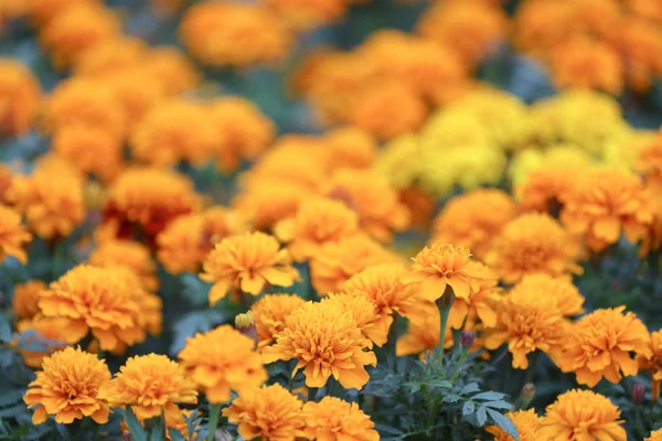 O Fecho de flores de calêndula cor-de-laranja e folhagem — Fotografia de Stock