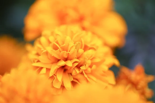 The Closeup of orange marigold flowers and foliage — Stock Photo, Image