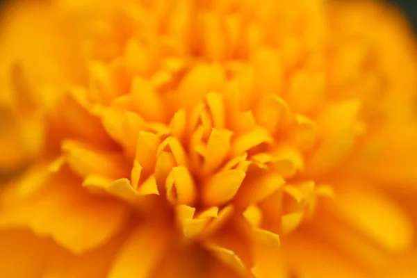 Zbliżenie pomarańczowe kwiaty marigold i liści — Zdjęcie stockowe