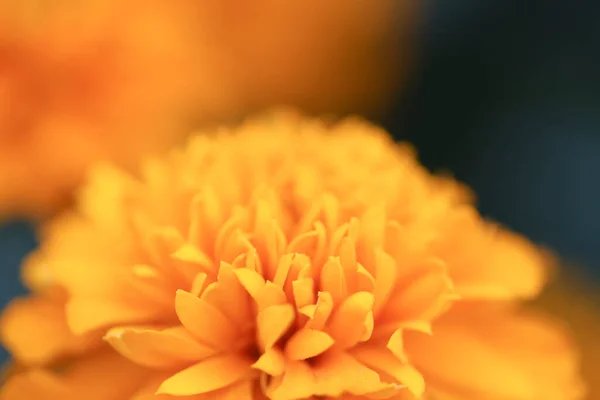 El Primer plano de las flores de caléndula anaranjadas y el follaje —  Fotos de Stock