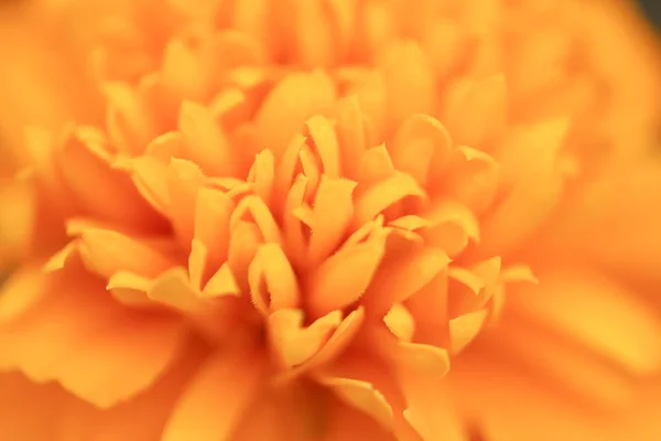 El Primer plano de las flores de caléndula anaranjadas y el follaje —  Fotos de Stock