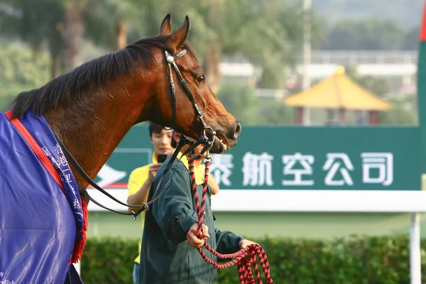 14 Prosinec 2008 Cathay Pacific Hong Kong International Horse Races. — Stock fotografie