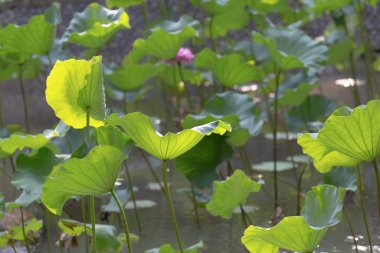 Blossom lotus flower, blooming lotus flower in pond