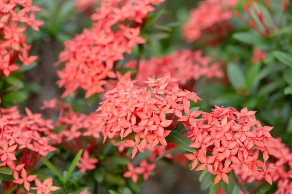 Ένα λουλούδι Rubiaceae. Ixora cocccinea λουλούδι στον κήπο. — Φωτογραφία Αρχείου
