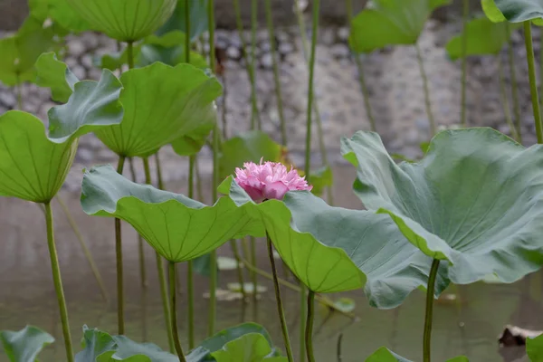 Flor flor de loto, flor de loto en flor en estanque — Foto de Stock