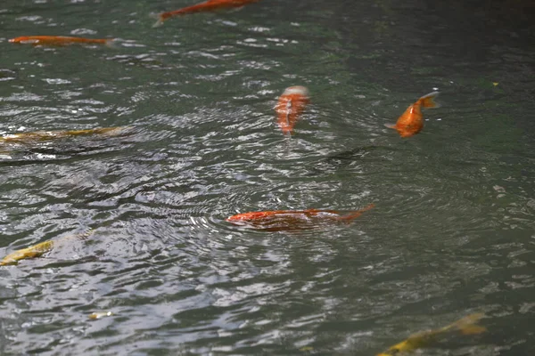 Ikan koi berwarna-warni bermain di kolam renang dan menunggu untuk bagian — Stok Foto