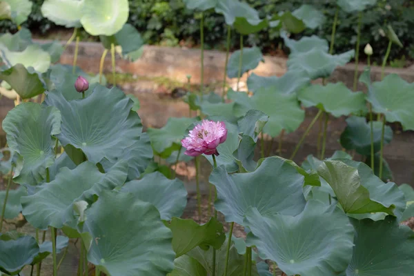 Flor flor de loto, flor de loto en flor en estanque — Foto de Stock