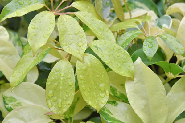 Yağmurdan Sonra Bahçedeki Yeşil Yaprağın Yakın Doğa Görüntüsü — Stok fotoğraf