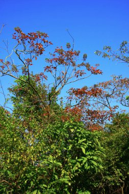 Hoi ha Wan. sai kung hong kong 30 Kasım 2008