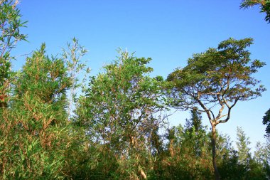 Hoi ha Wan. sai kung hong kong 30 Kasım 2008