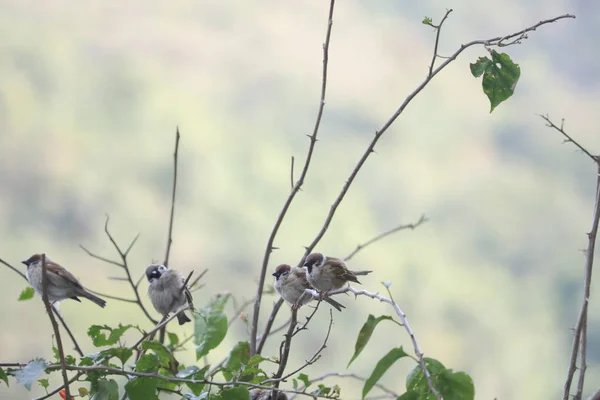 Een Heleboel Grappige Vogeltjes Mussen Zittend Een Tak — Stockfoto