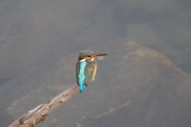Kral Balıkçıları ya da Alcedinidae, küçük ve orta büyüklükte bir familyadır.