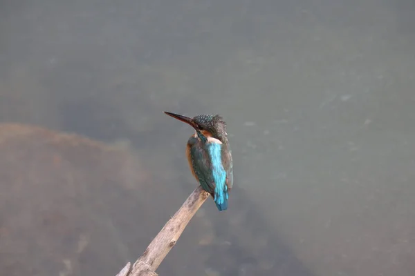 Kingfishers Alcedinidae São Uma Família Pequeno Médio Porte — Fotografia de Stock