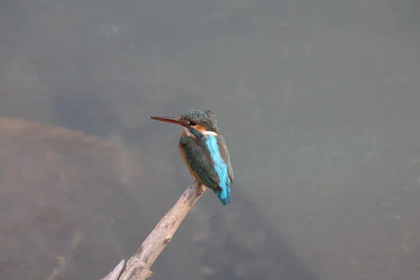 Kingfishers Alcedinidae São Uma Família Pequeno Médio Porte — Fotografia de Stock