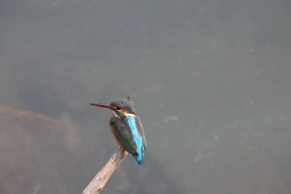 Kingfishers Sau Alcedinidae Sunt Familie Dimensiuni Mici Mijlocii — Fotografie, imagine de stoc