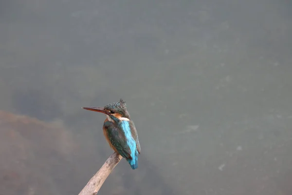 Kingfishers Alcedinidae São Uma Família Pequeno Médio Porte — Fotografia de Stock